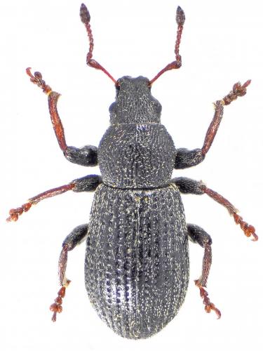 Réf. 183 928 : Homapterus subnudus